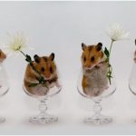 s-dnem-veterinara-2020-veselye-otkrytki-i-pozdravlenija-9803059