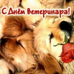 s-dnem-veterinara-2020-veselye-otkrytki-i-pozdravlenija-c7ac5b8