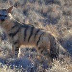 zemljanoj-volk-15df41d