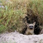 zemljanoj-volk-292720c