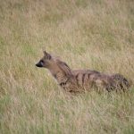 zemljanoj-volk-aa20cdd