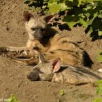 zemljanoj-volk-e6959dc