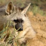 zemljanoj-volk-f40a882