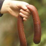 gigantskie-dozhdevye-chervjaki-sushhestvujut-6af3213