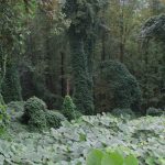 kak-rastenie-puerarija-pobezhdaet-ssha-9fcb25a