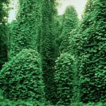 kak-rastenie-puerarija-pobezhdaet-ssha-c856205