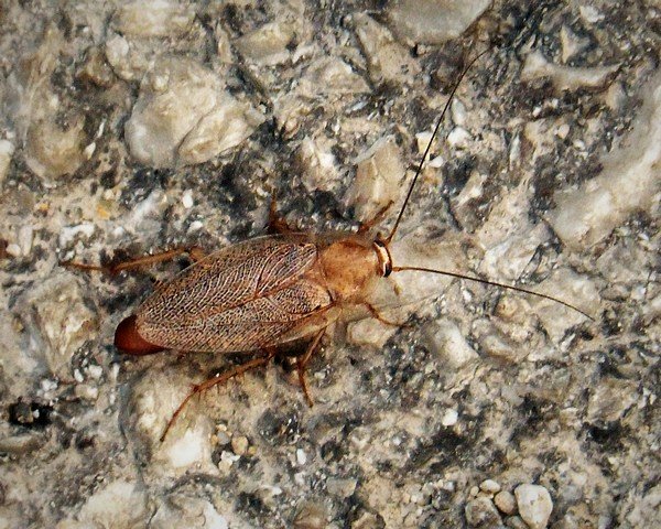 Какую роль в природе играют тараканы?