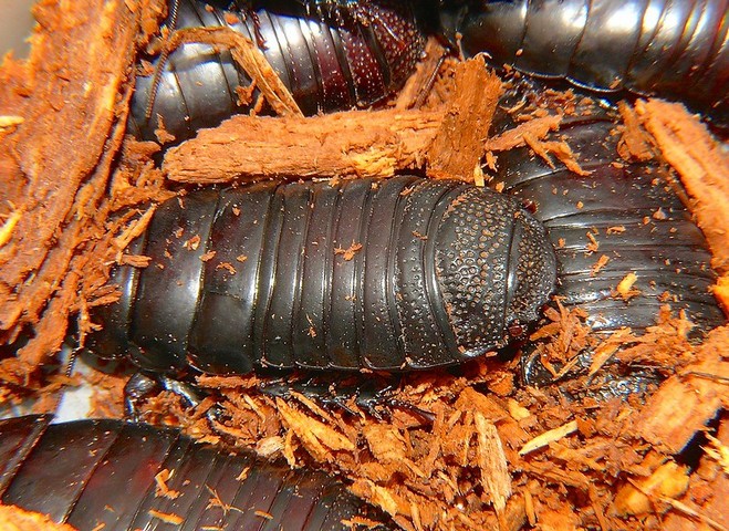 Какую роль в природе играют тараканы?